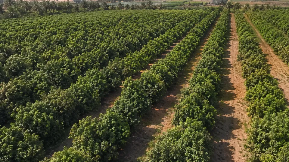 Egyptian agricultural fields